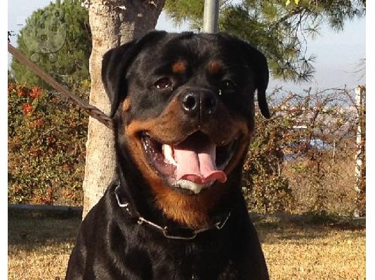 PoulaTo: Κουτάβι Θηλυκό rottweiler